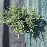 Саженец можжевельника среднего Pfitzeriana Glauca в контейнере